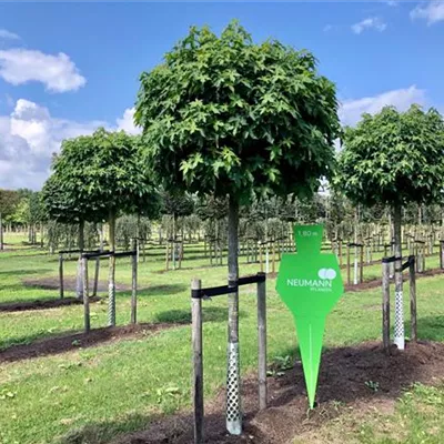 Sol Baum 5xv mDb 25- 30 - Amberbaum 'Gumball' - Liquidambar styraciflua 'Gumball' - Collection