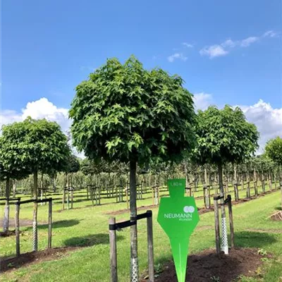 Sol Baum 5xv mDb 25- 30 - Amberbaum 'Gumball' - Liquidambar styraciflua 'Gumball' - Collection