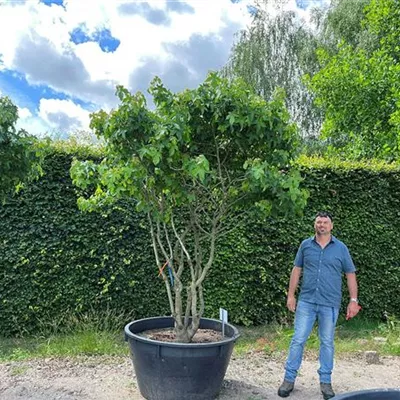 Schirmform 200 - 250 x 200 - 250 - Amberbaum 'Gumball' - Liquidambar styraciflua 'Gumball' - Collection