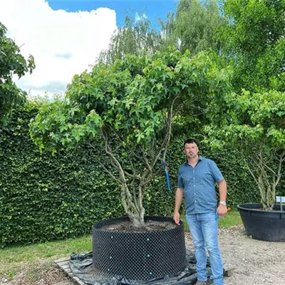 Schirmform 200 - 300 x 250 - 300, Nr. 66D 4900 - Amberbaum 'Gumball' - Liquidambar styraciflua 'Gumball' - Collection