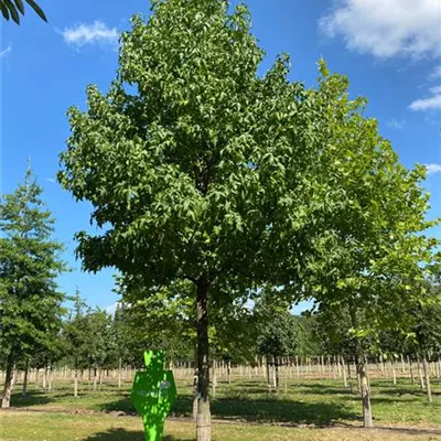 H 3xv mDb 12- 14 - Amberbaum 'Lane Roberts' - Liquidambar styraciflua 'Lane Roberts' - Collection