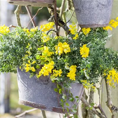 im Container 20 - 30 - Geissklee - Cytisus decumbens