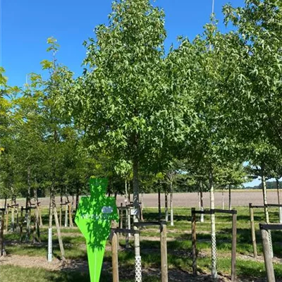 H 4xv mDb 20- 25 - Amberbaum 'Worplesdon' - Liquidambar styraciflua 'Worplesdon' - Collection