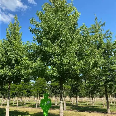 Sol Baum 5xv mDb 300-400 x 500-700 50- 60 - Amberbaum 'Worplesdon' - Liquidambar styraciflua 'Worplesdon' - Collection