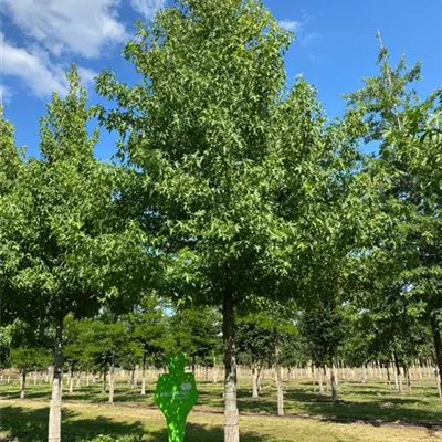 Sol 3xv mB 125- 150 - Amberbaum 'Worplesdon' - Liquidambar styraciflua 'Worplesdon' - Collection