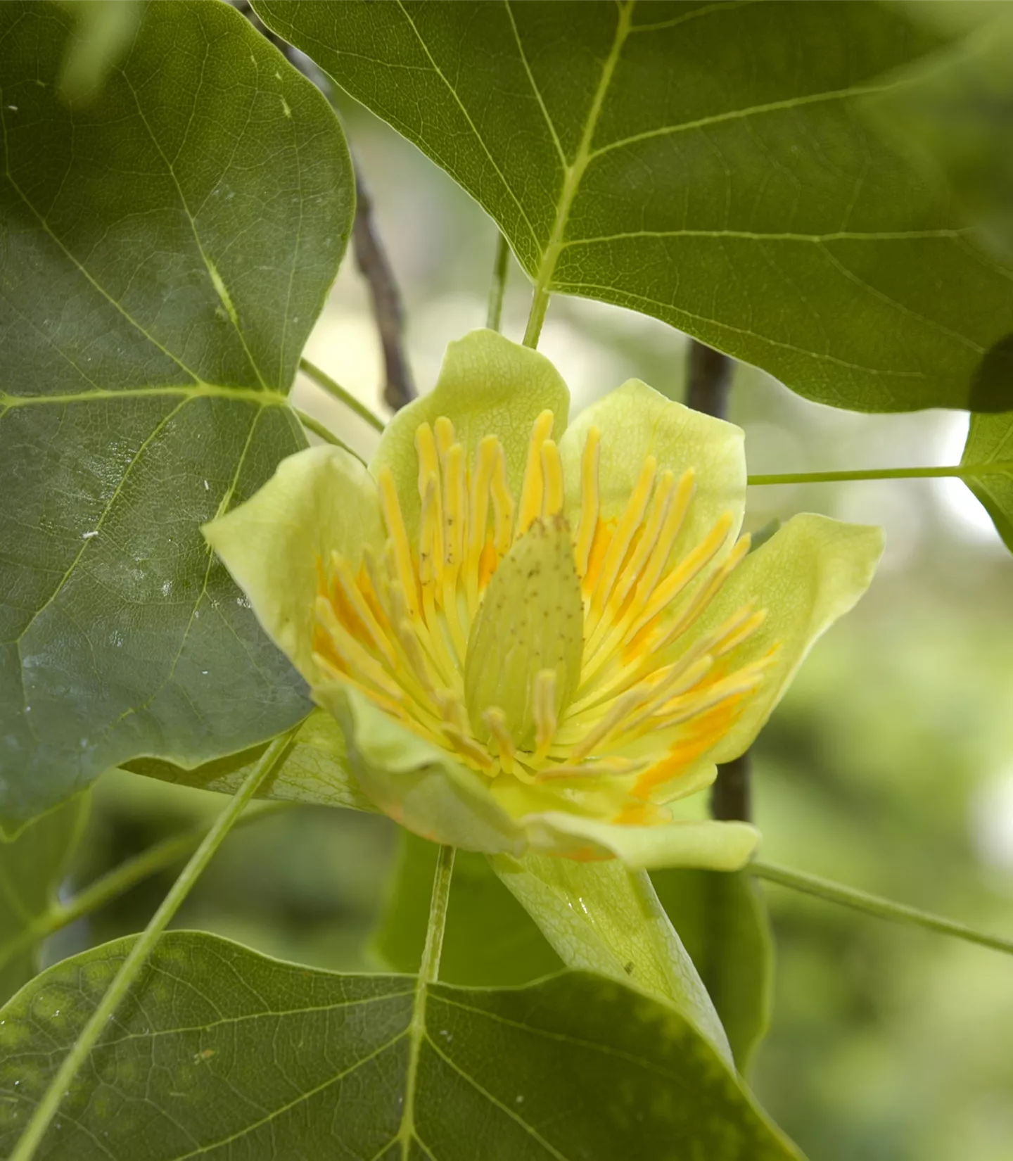 Liriodendron tulipifera 'Fastigiatum' - Collection