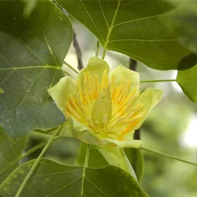 Sol 3xv mDb 125- 150 - Säulen-Tulpenbaum - Liriodendron tulipifera 'Fastigiatum' - Collection