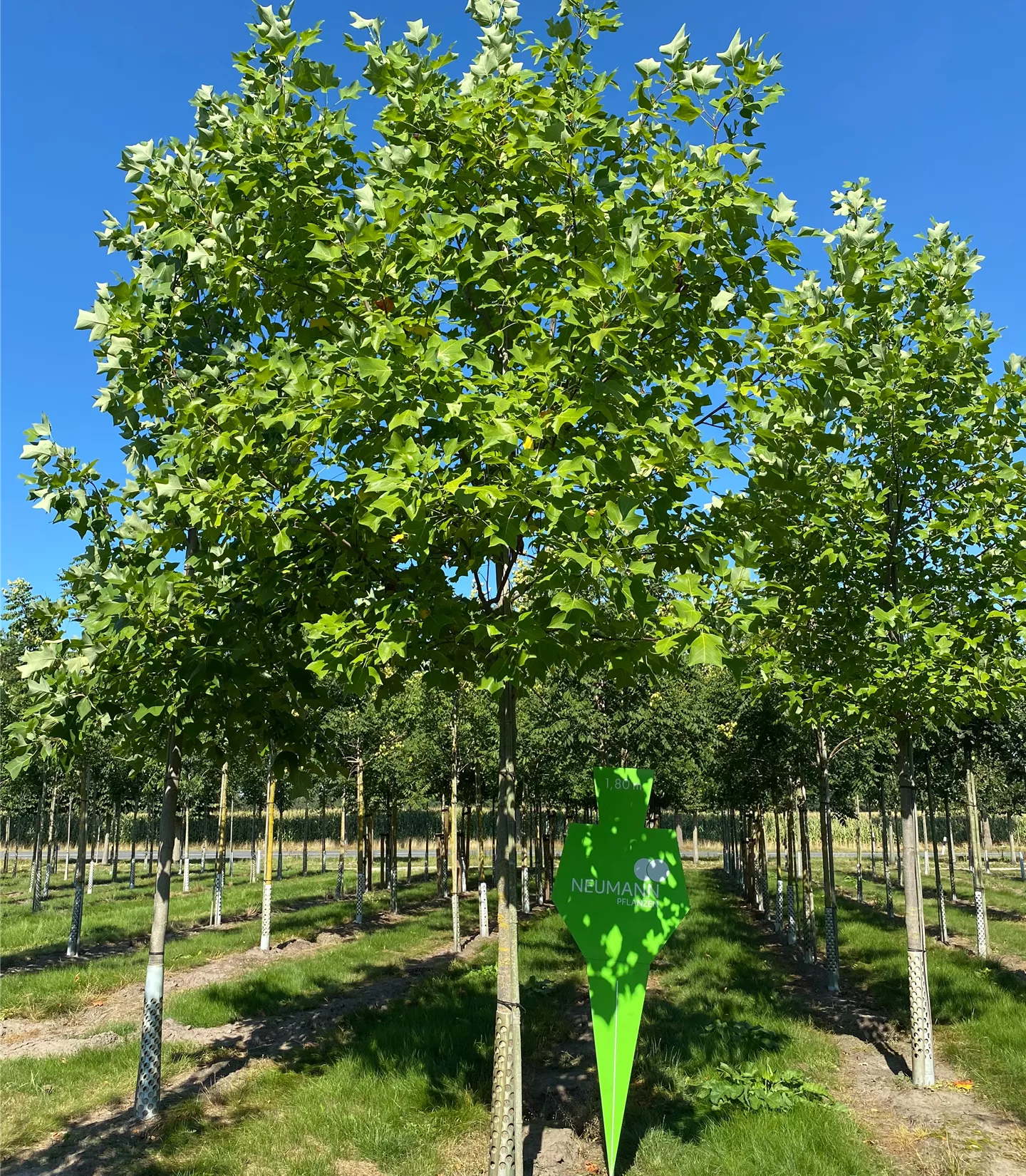 Liriodendron tulipifera - Collection