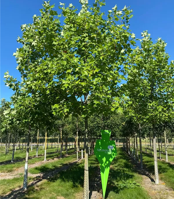 Liriodendron tulipifera - Collection