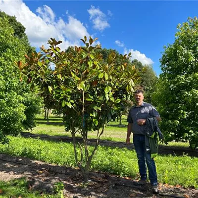 Schirmform 200-250 x 250-300 Nr. 92B 2700 - Baum-Magnolie 'Goliath' - Magnolia grandiflora 'Goliath' - Collection