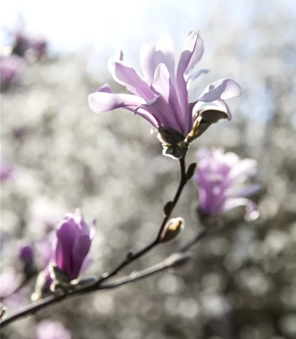 Magnolia loebneri 'Leonard Messel' - Collection