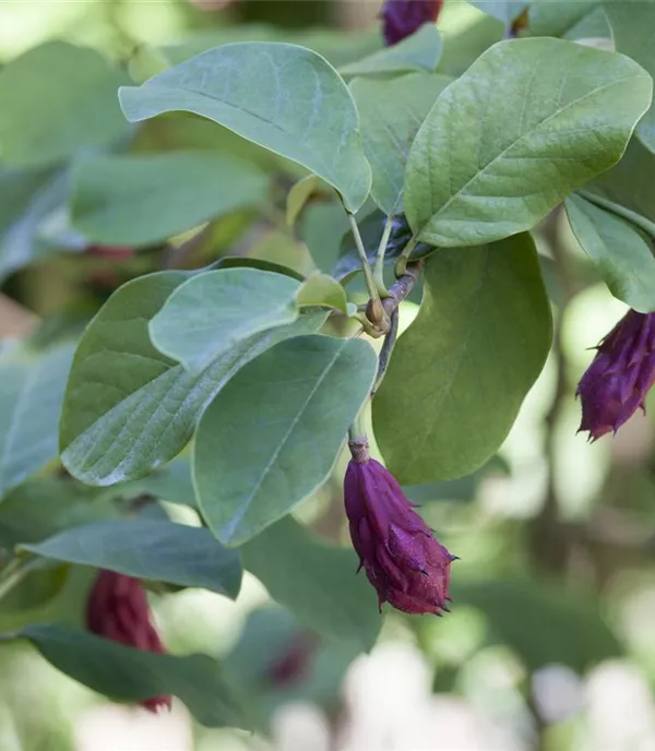 Magnolia sieboldii - Collection