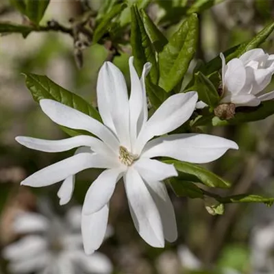 Sol 3xv mB 80- 100 - Sternmagnolie - Magnolia stellata - Collection