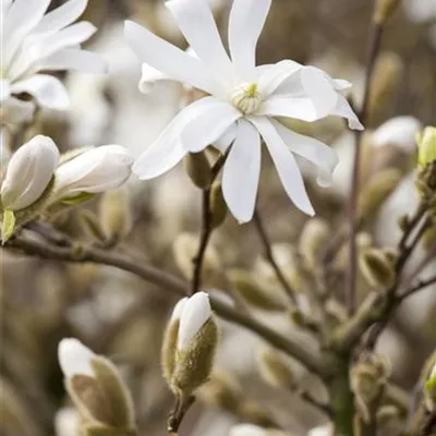 Sol 3xv mB 100- 125 - Sternmagnolie 'Royal Star' - Magnolia stellata 'Royal Star' - Collection