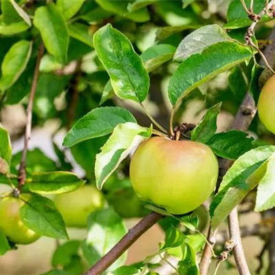 ha 2xv mB 8- 10 - Apfel 'Adersleber Kalvill' spät - Malus 'Adersleber Kalvill' CAC - Collection