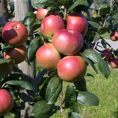 ha 2xv mB 8- 10 - Apfel 'Baumanns Renette' mittel - Malus 'Baumanns Renette' CAC - Collection