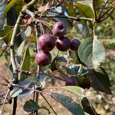 Kugel 6xv mDb 250- 275 - Zierapfel 'Coccinella' -R- - Malus 'Coccinella' -R- - Collection