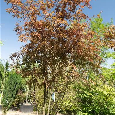 308.43 Schirmform Nr 7 275-300, WA 1650 - Zierapfel 'Coccinella' -R- - Malus 'Coccinella' -R- - Collection