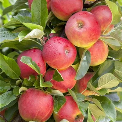 Sol Baum 4xv mDb Krbr. 100-150 20- 25 - Apfel 'Elstar' mittel - Malus 'Elstar' CAC - Collection