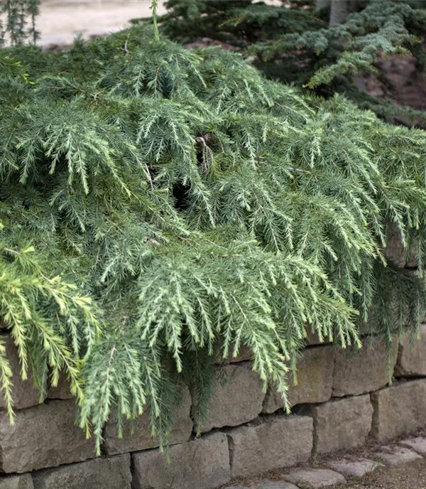 Cedrus deodara 'Feelin' Blue'