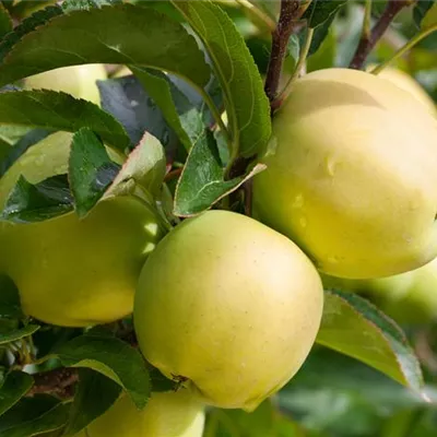 Sol Baum 4xv mDb Krbr. 100-150 20- 25 - Apfel 'Golden Delicious' mittel - Malus 'Golden Delicious' CAC - Collection