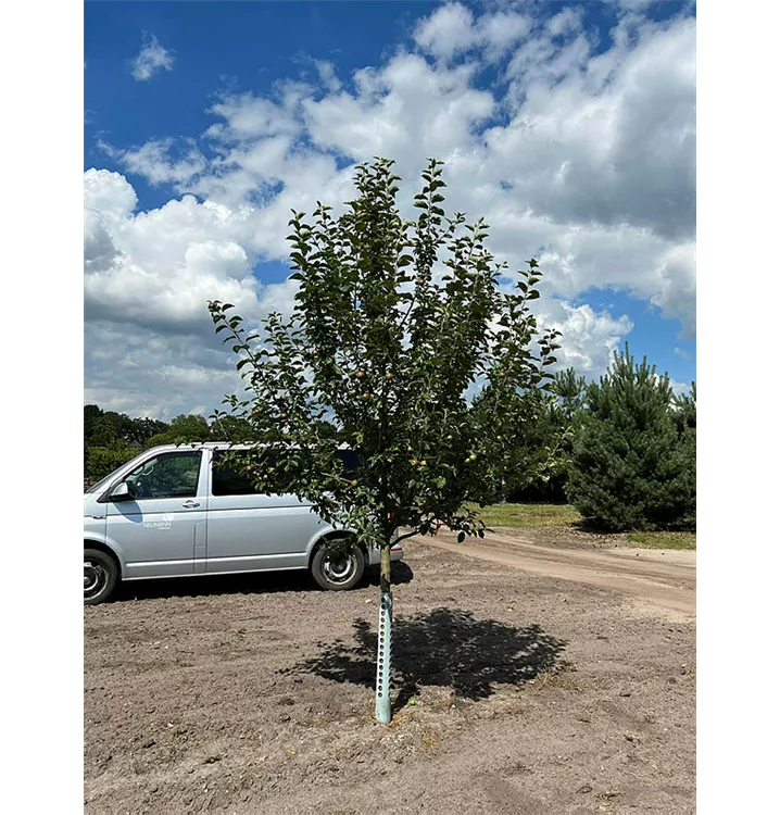 Apfel 'Goldparmäne' mittel - Malus 'Goldparmäne' CAC - Collection