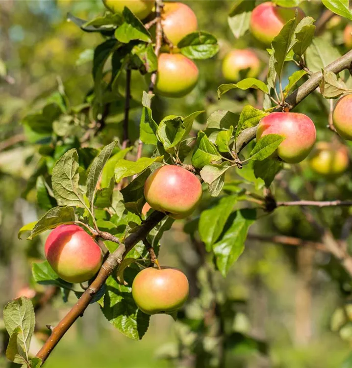 Apfel 'Jakob Fischer' mittel - Malus 'Jakob Fischer' CAC - Collection