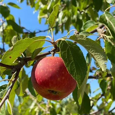 Sol Baum 4xv mDb Krbr. 100-150 20- 25 - Apfel 'Ingrid Marie' mittel - Malus 'Ingrid Marie' CAC - Collection