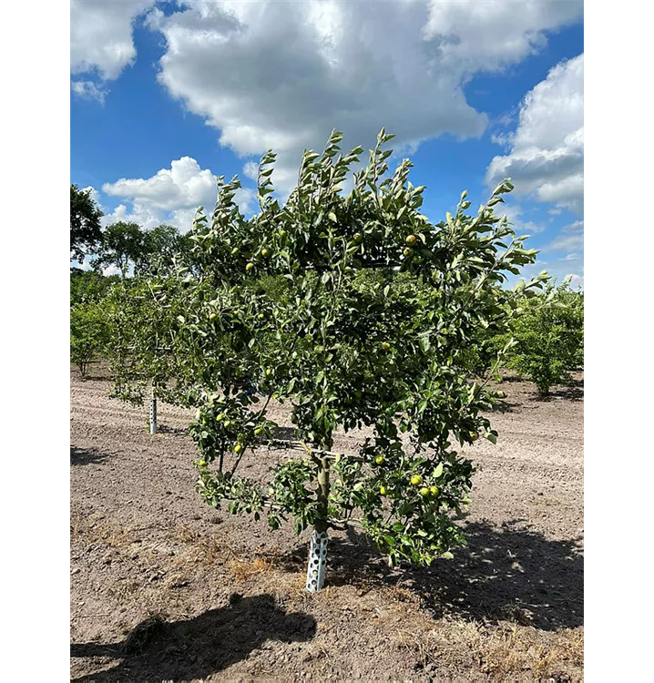 Apfel 'James Grieve' mittel - Malus 'James Grieve' CAC - Collection