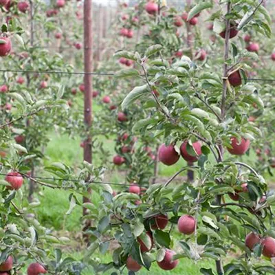 ha 3xv mDb 10- 12 - Apfel 'Roter Gravensteiner' mittel - Malus 'Roter Gravensteiner' CAC - Collection