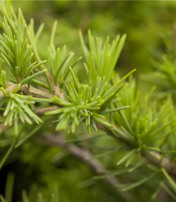 Cedrus deodara 'Golden Horizon'