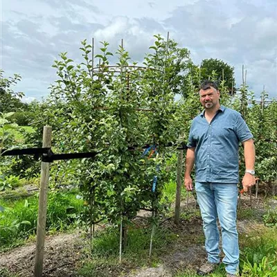 Spalier / Kesselbaum 80 - 200, Nr. 58D 1400 - Apfel 'Jonagold' mittel - Malus 'Jonagold' CAC - Collection