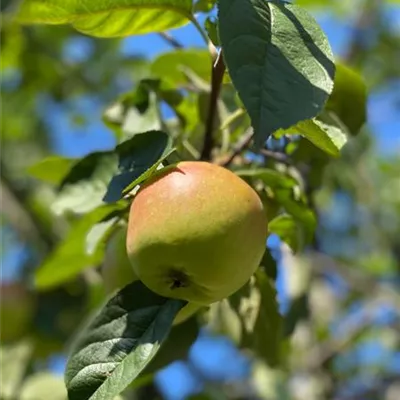 H 3xv mDb 14- 16 - Apfel 'Kaiser Wilhelm' spät - Malus 'Kaiser Wilhelm' CAC - Collection