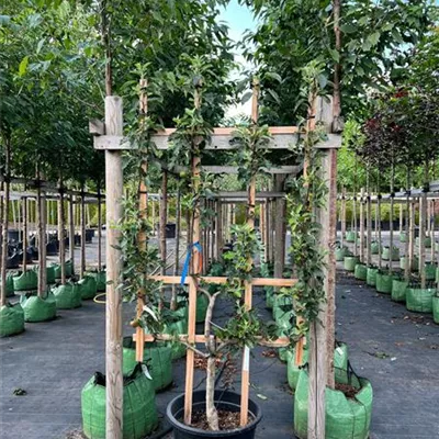 Spalier Doppel U 100 x 200 Nr. 10D 500 - Apfel 'Melrose' mittel - Malus 'Melrose' CAC - Collection