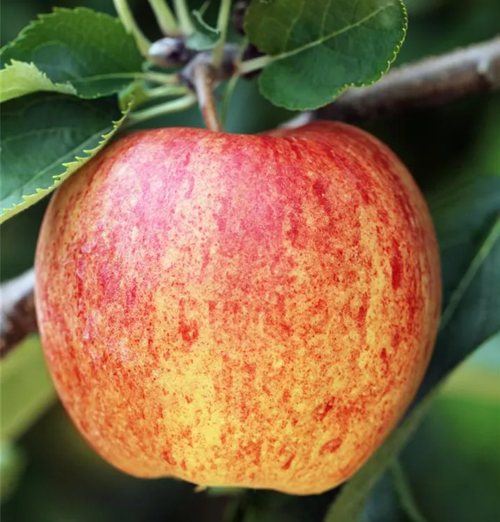 Apfel 'Ontario' spät - Malus 'Ontario' CAC - Collection