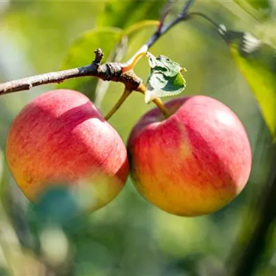 H 3xv mDb 10- 12 - Apfel 'Red Topaz' -S- - Malus 'Red Topaz' -S- zert. - Collection