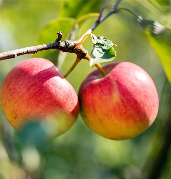 Apfel 'Red Topaz' -S- - Malus 'Red Topaz' -S- zert. - Collection