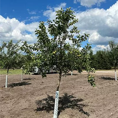 Halbstamm 16 - 18, Nr. 86A 500 - Apfel 'Rewena' -S- mittel - Malus 'Rewena' -S- CAC - Collection