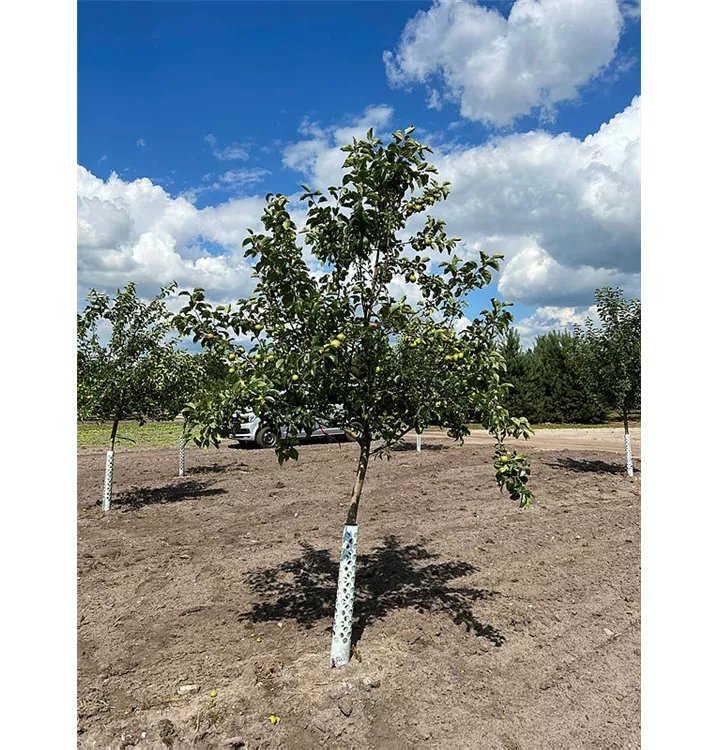 Apfel 'Rewena' -S- mittel - Malus 'Rewena' -S- CAC - Collection