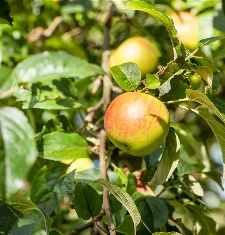 Apfel 'Rheinischer Winterrambur' spät - Malus 'Rheinischer Winterrambur' CAC - Collection