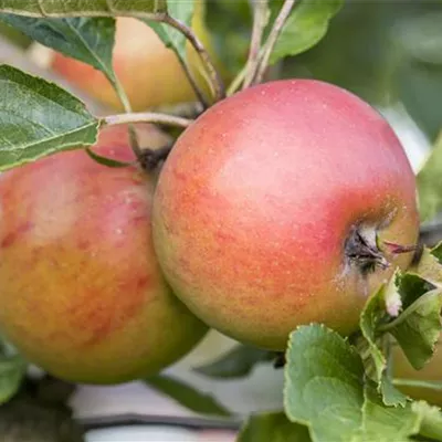 ha 3xv mDb 10- 12 - Apfel 'Rote Goldparmäne Typ Lieberz' - Malus 'Rote Goldparmäne Typ Lieberz' CAC - Collection