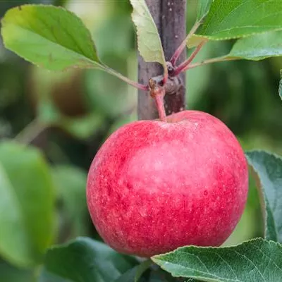 Sol Baum 5xv mDb Krbr. 150-200 30- 35 - Apfel 'Roter Berlepsch' mittel - Malus 'Roter Berlepsch' CAC - Collection