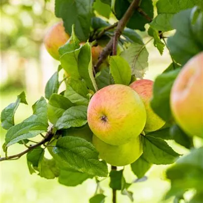 ha 2xv mB 7- 8 - Apfel 'Geheimrat Dr.Oldenburg' mittel - Malus 'Geheimrat Dr. Oldenburg' CAC - Collection