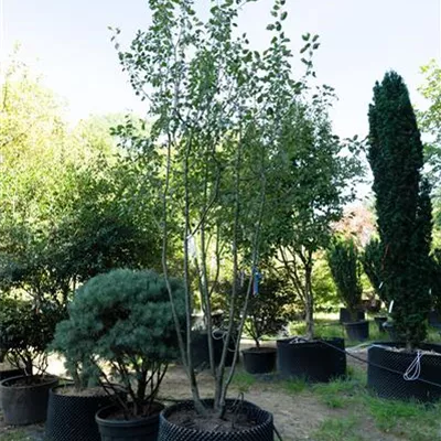 Schirmform 300-325 46B.47B 309.94 WA 1200 - Zierapfel 'Rudolph' - Malus 'Rudolph' - Collection