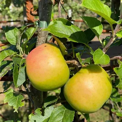 ha 2xv mB 8- 10 - Apfel 'Topaz' -S- - Malus 'Topaz' -S- CAC - Collection