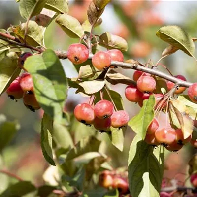 Sol 3xv mDb 100- 125 - Zierapfel tschonoskii - Malus tschonoskii - Collection