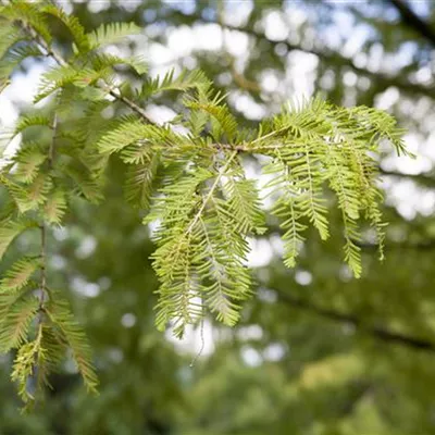 3xv mB 125- 150 - Chinesisches Rotholz - Metasequoia glyptostroboides - Collection