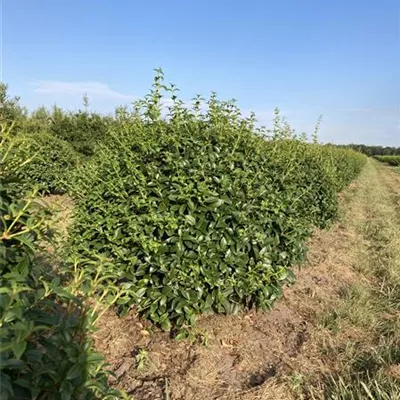 Kugel MB 70cm SM - Burkwoods Duftblüte - Osmanthus burkwoodii - Collection