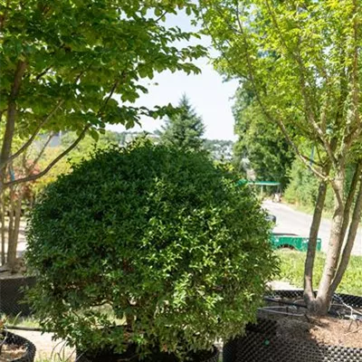 Kugel MB 125 309.62 WA 3520 - Burkwoods Duftblüte - Osmanthus burkwoodii - Collection