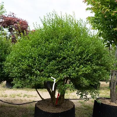 Schirmform 225-250 311.143 WA 4350 - Burkwoods Duftblüte - Osmanthus burkwoodii - Collection